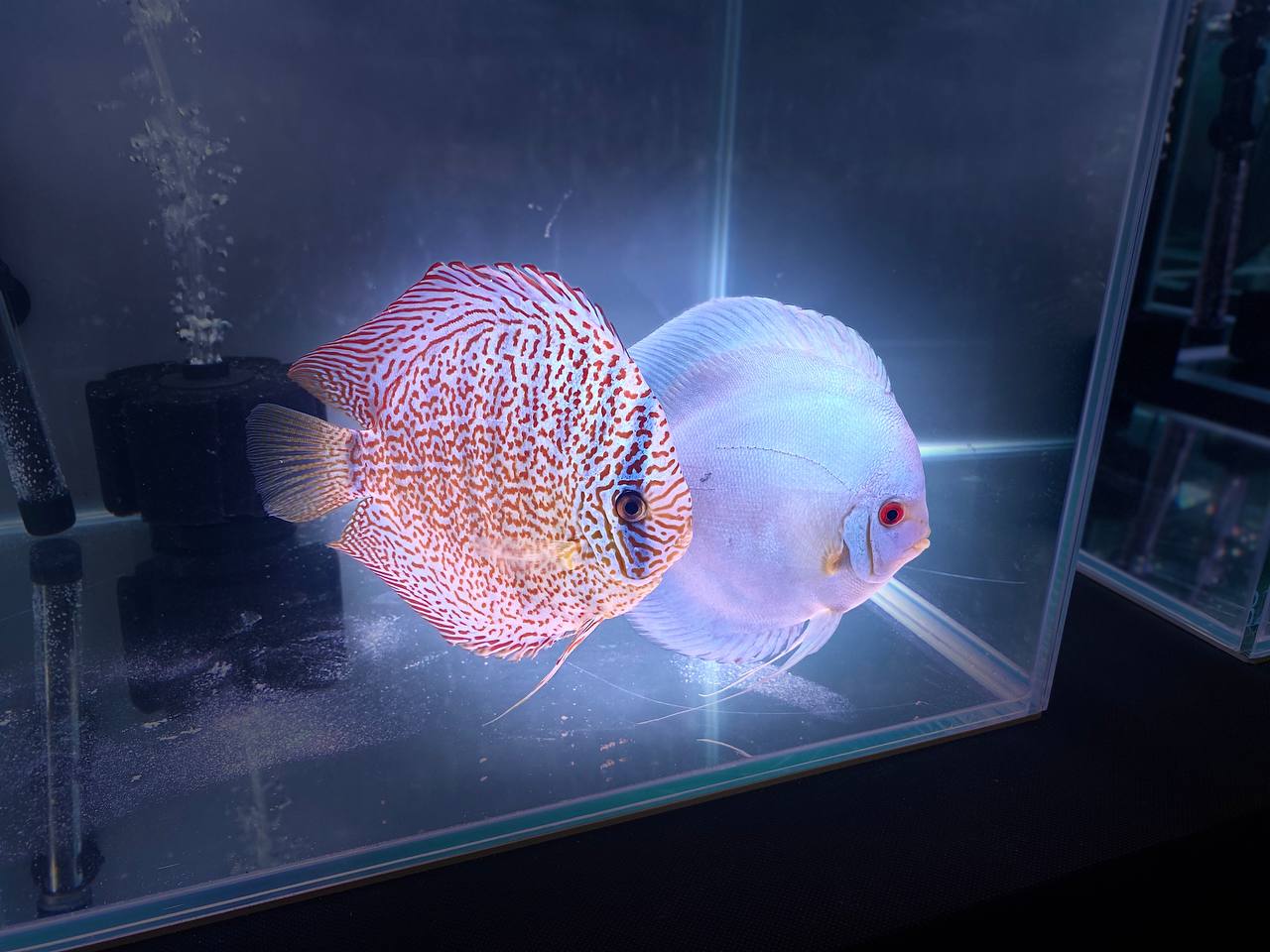 Сложно было оторвать глаз от такой красоты