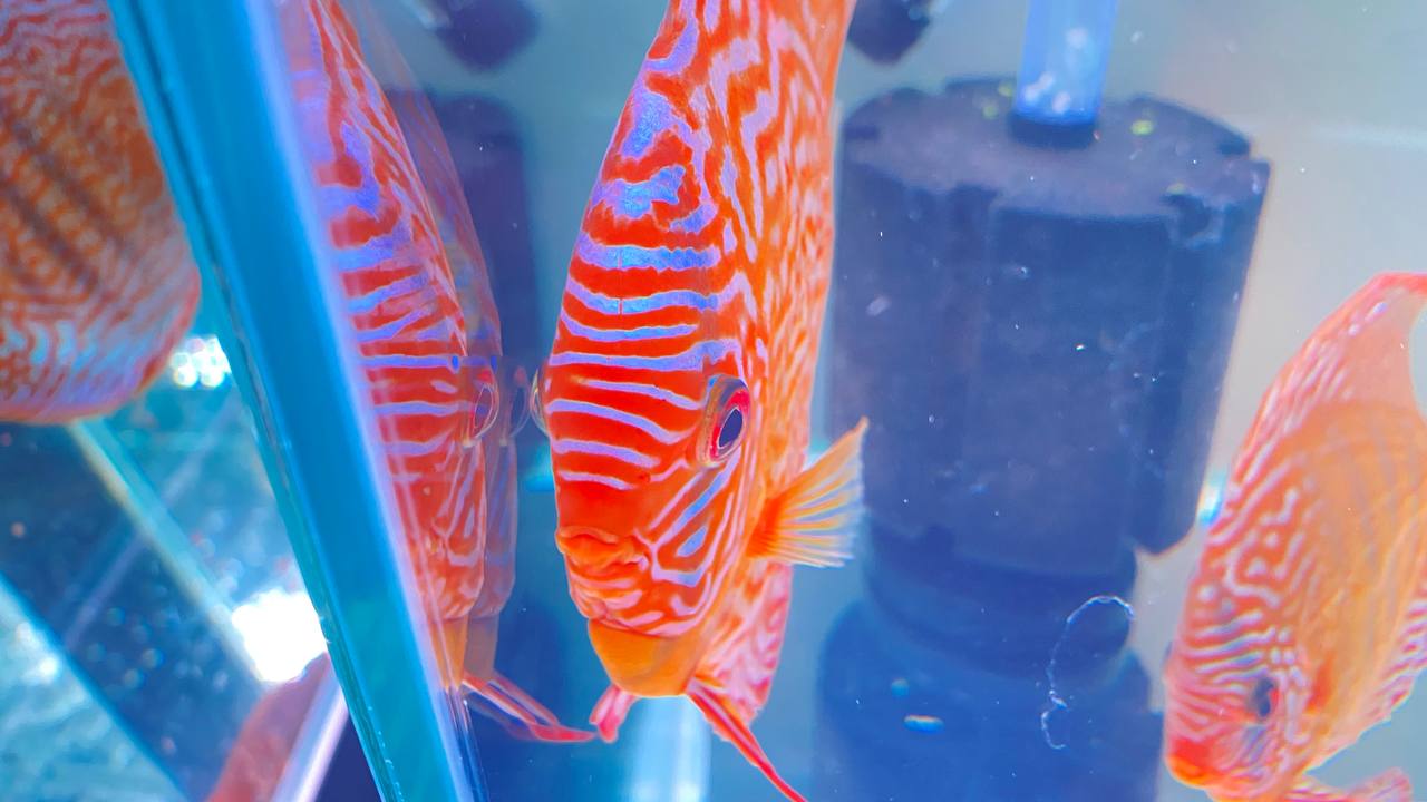 Дискус туркис красный