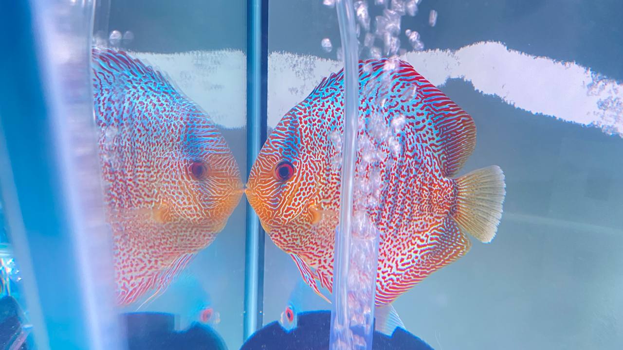 Дискус супер пантера