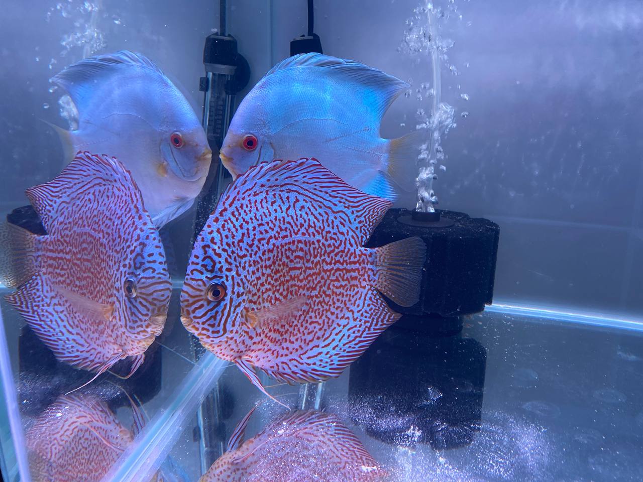 В тех аквариумах, где было по две рыбы, дискусы, казалось, вели себя энергичнее