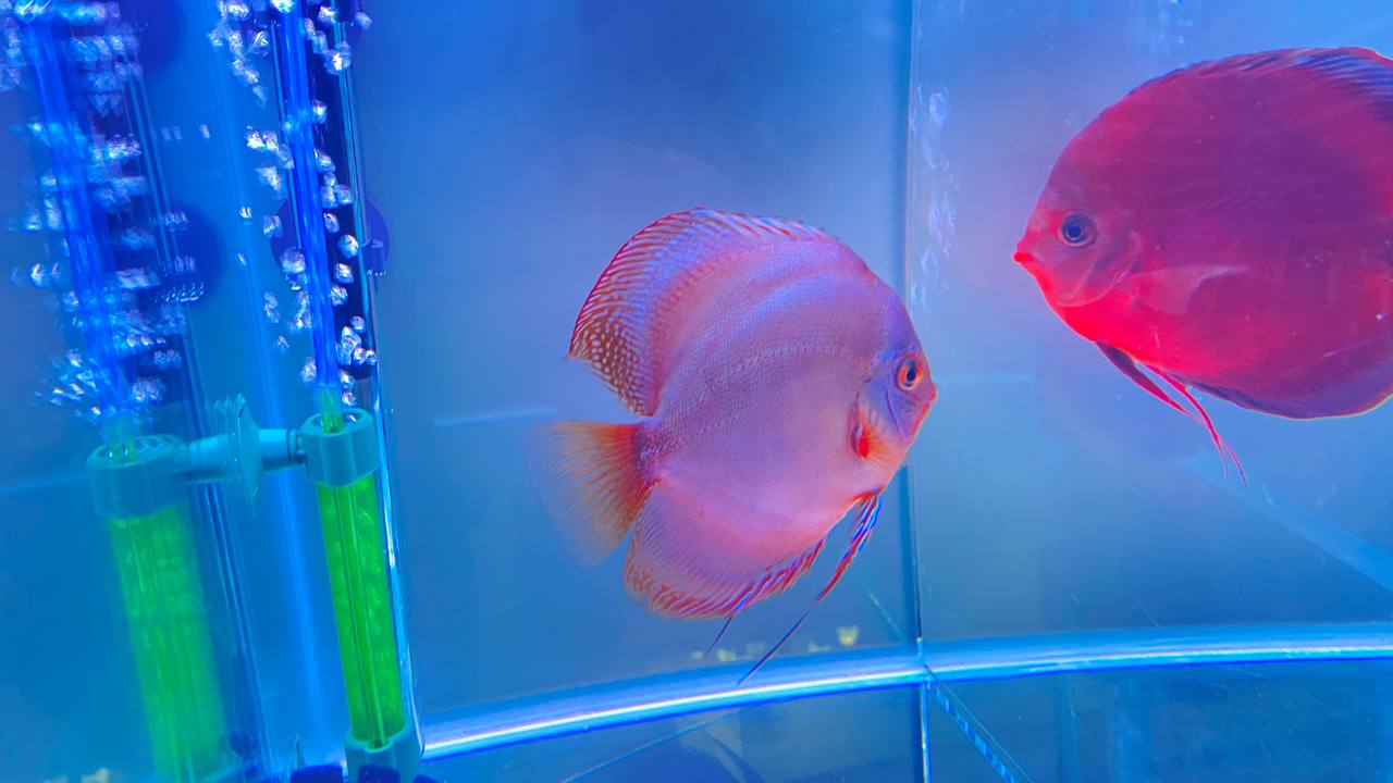 Дискус кобальт