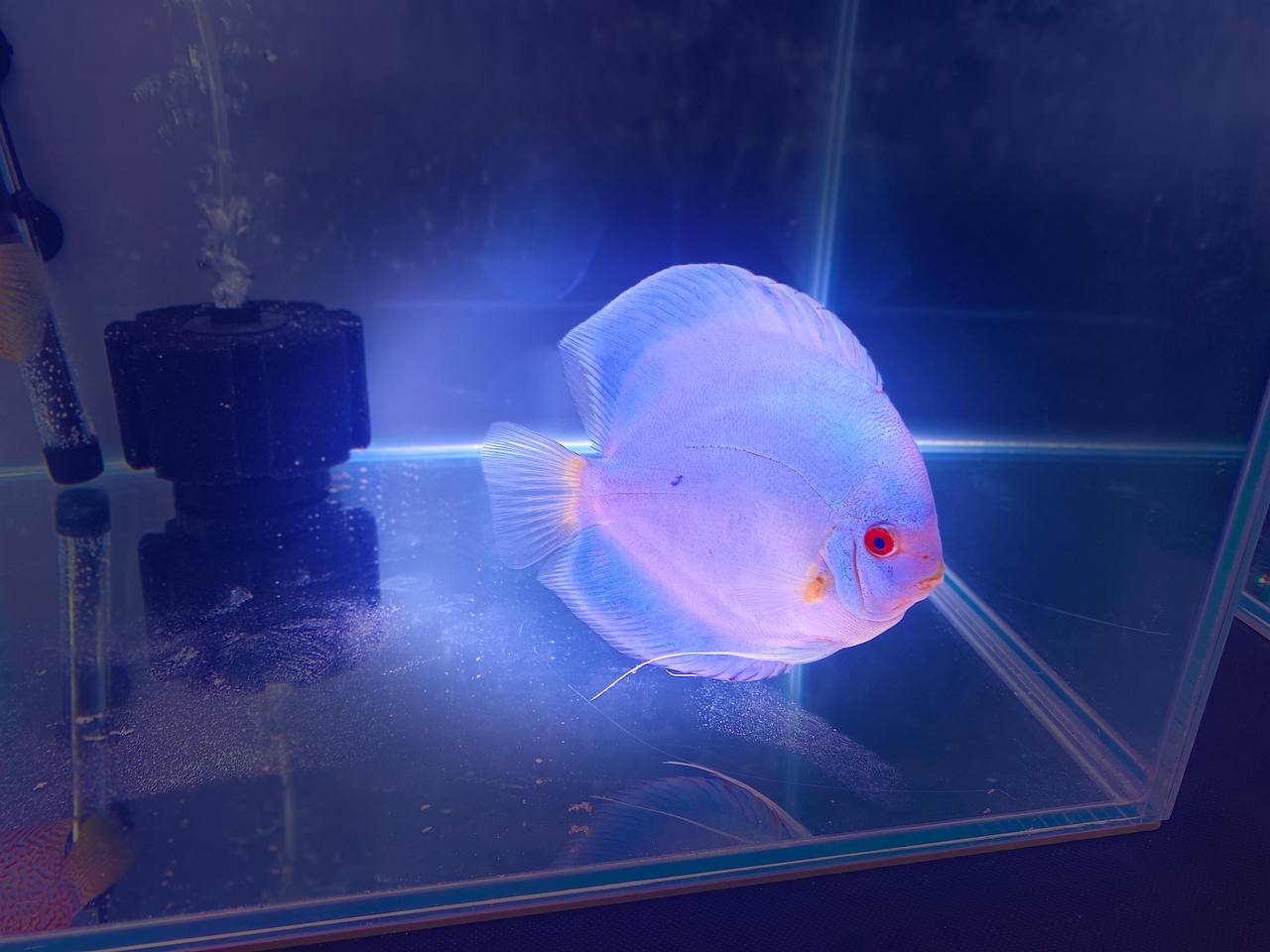 Дискус в ожидании результатов