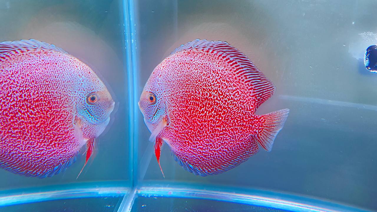 Дискус снежный леопард - третье место