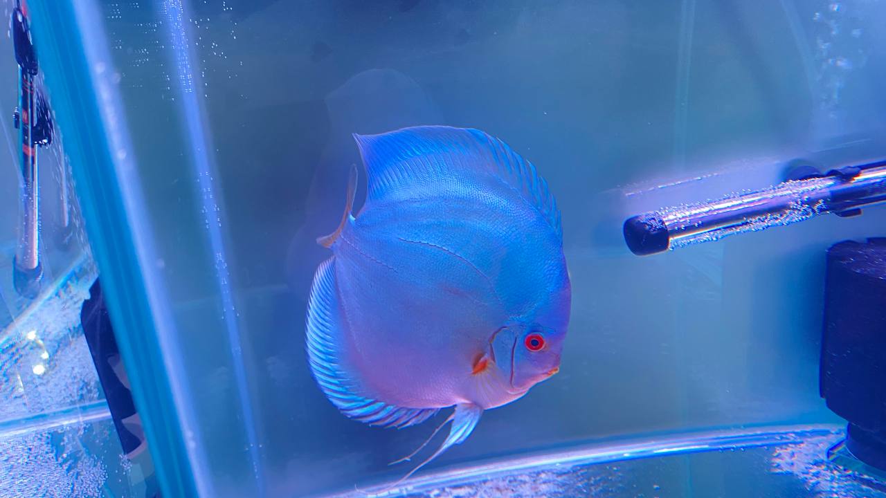 Дискус блю даймонд - первое место