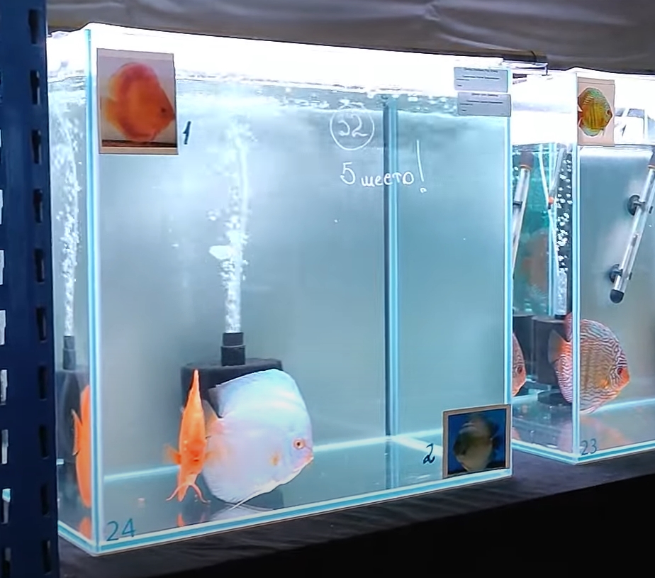 5-е место – дискус альбино ковер, Сухомлинов Г. (32 голоса)