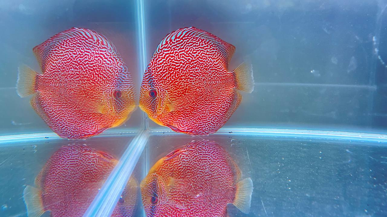 3-е место – дискус тайпан, Михайлишин А. (38 голосов)