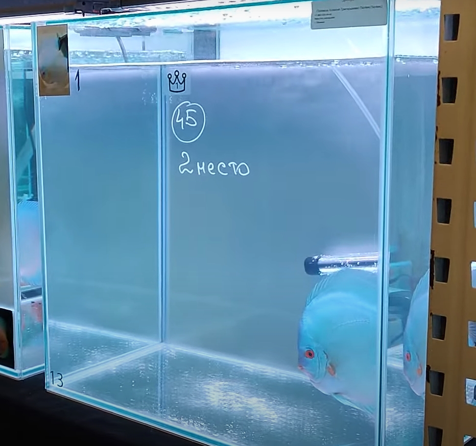 2-е место – дискус блю даймонд, Поляков А. (45 голосов)