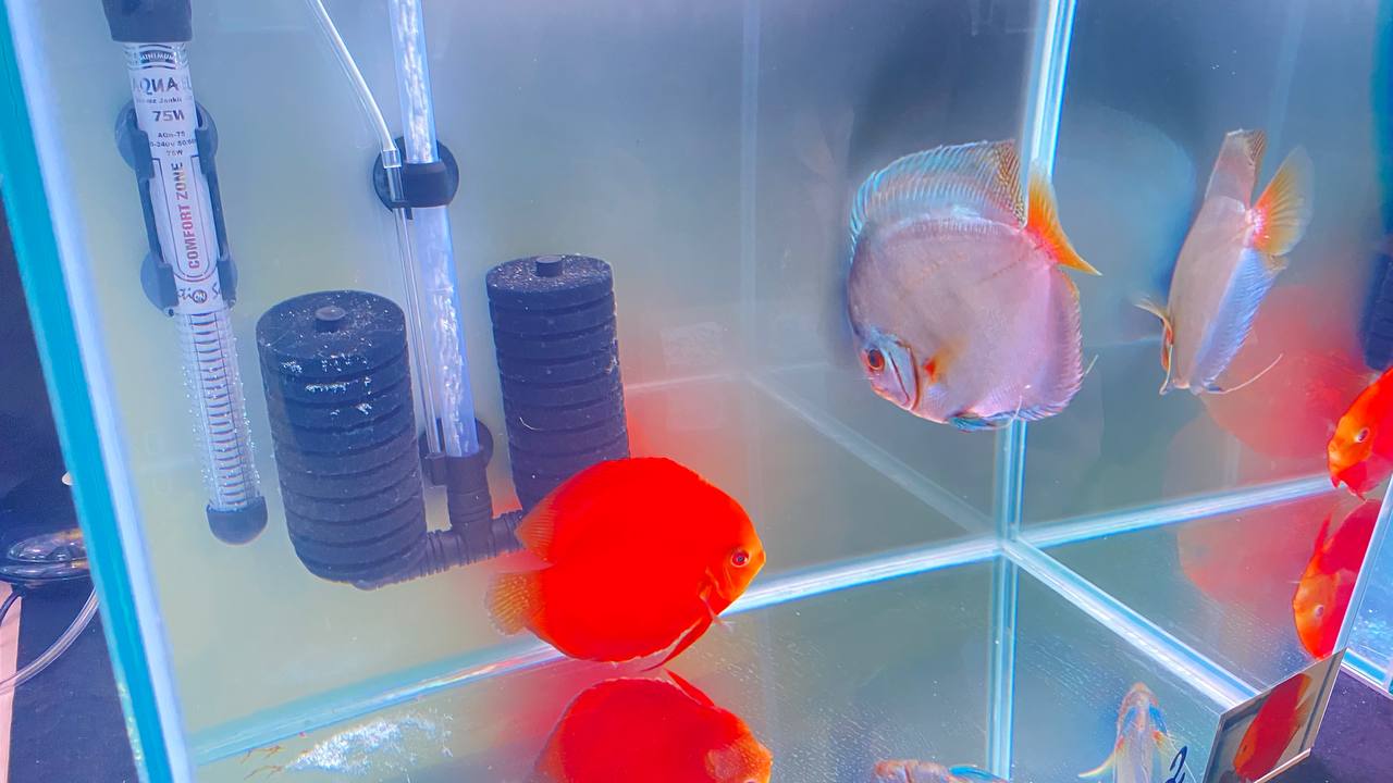 Победитель – дискус кобальт, Негро Н. (59 голосов)