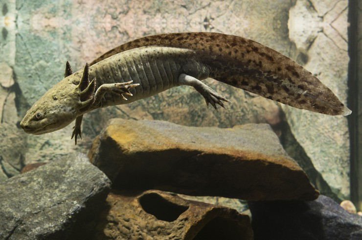 Аксолотль серый