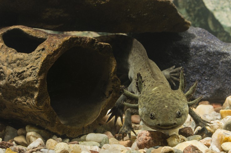Аксолотль возле укрытия