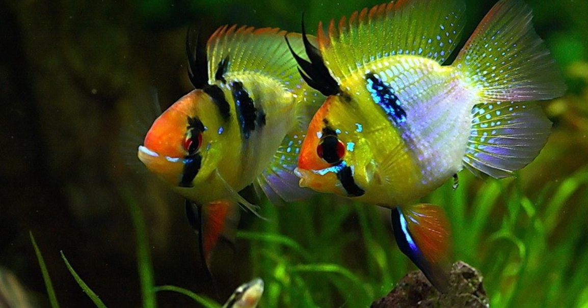 Апистограмма рамирези баллон