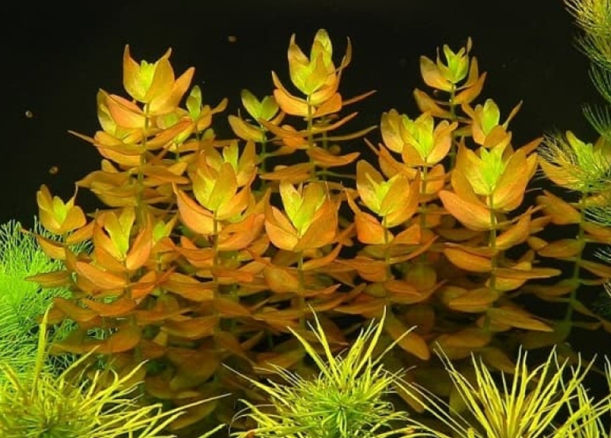 Бакопа Колората (Bacopa Colorata)