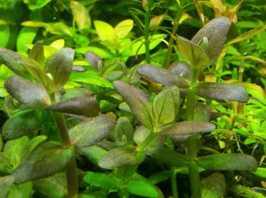 Бакопа зальцмана (Bacopa sp. Salzmannii)