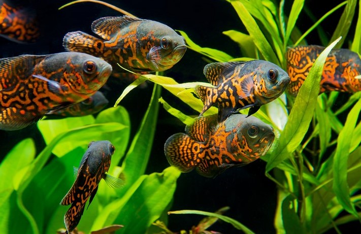 Астронотусы