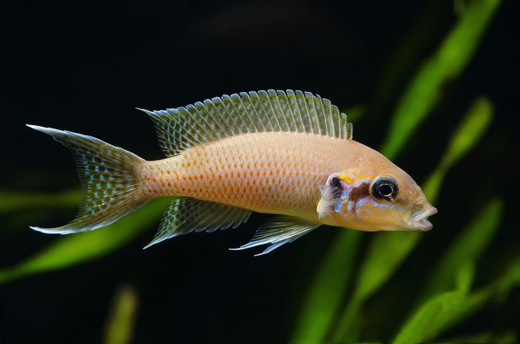 Принцесса Бурунди