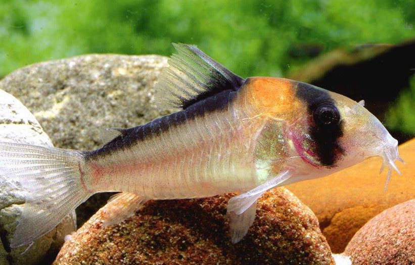 Коридорас Адольфа