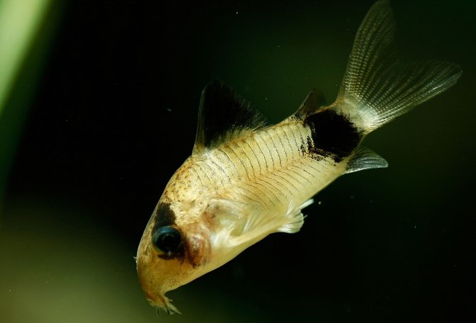 Коридорас панда