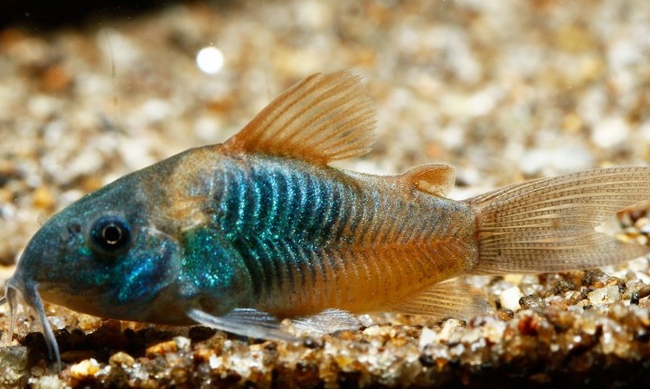 Коридорас Венесуэла оранж