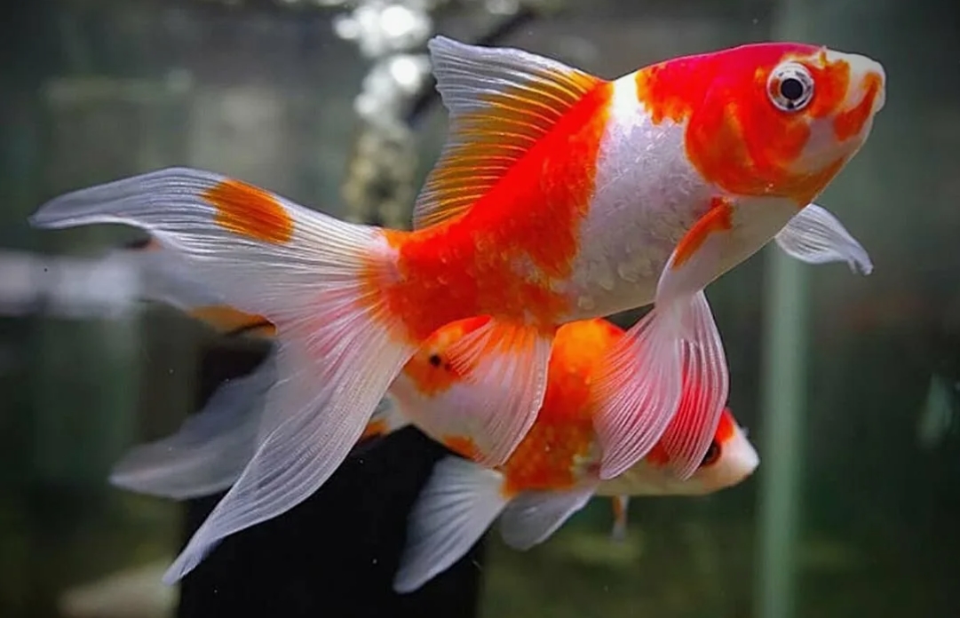 Комета, внешний вид