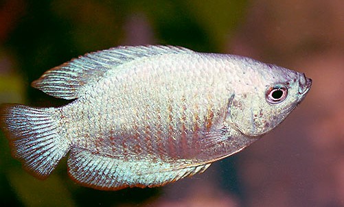 Лялиус небесно голубой