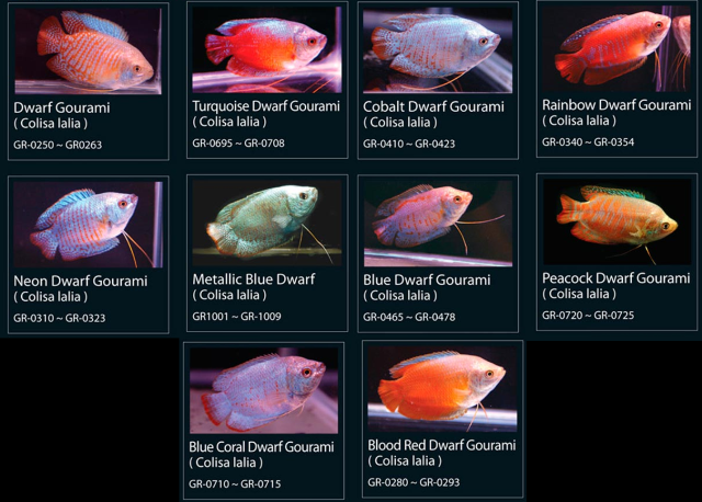 Каталог лялиусов