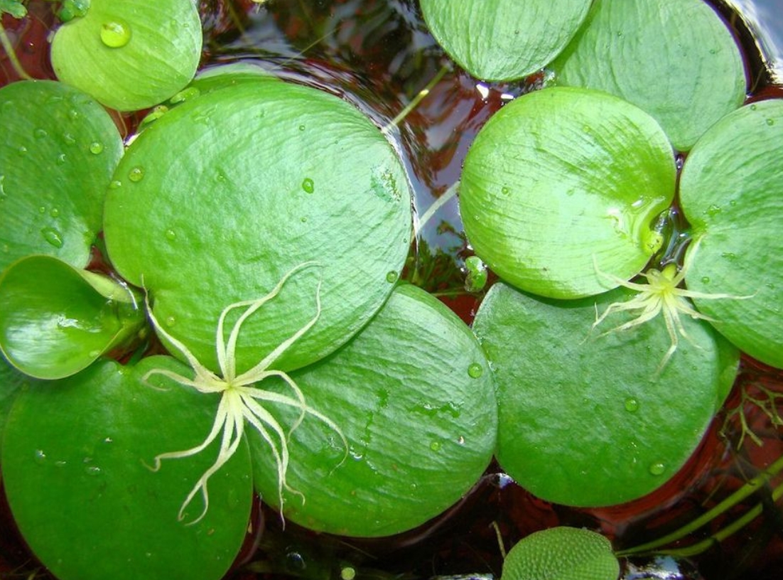 Виды плавающих растений. Лимнобиум плавающий. Лимнобиум пистия. Лимнобиум побегоносный. Лимнобиум цветет.