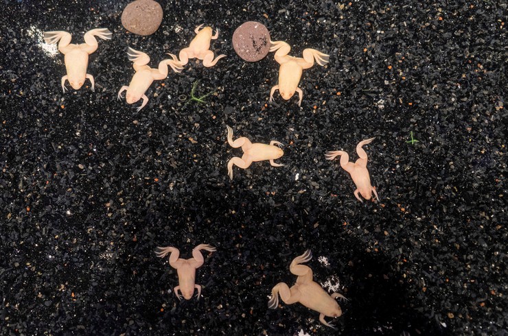 Тусовка шпорцевых лягушек