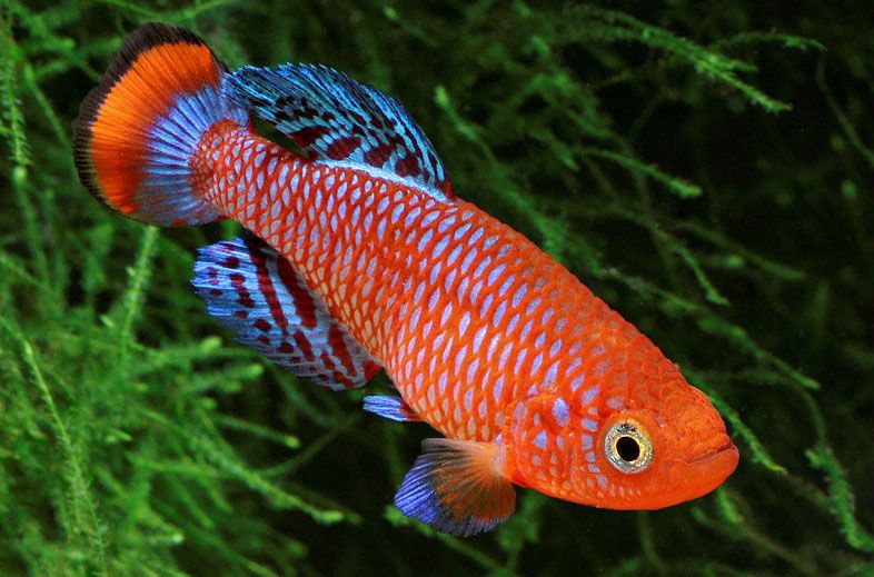 notobranchius rachovii