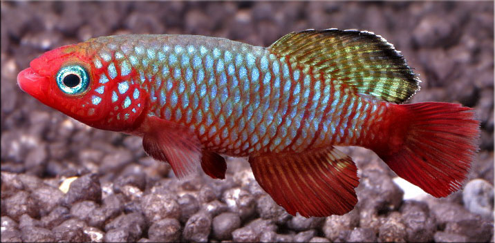 notobranchius rubripinnis