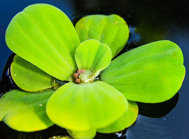 Пистия Pistia stratiotes