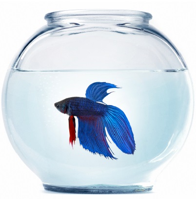 Рубка петушок купить с аквариумом