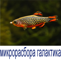микрорасбора галактика