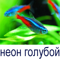 неон голубой купить