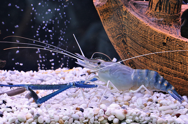 Макробрахиум Розенберга (Macrobrachium rosenbergii)