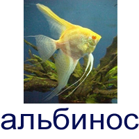 Скалярия альбинос