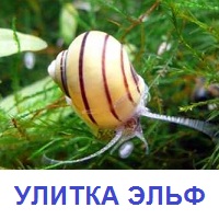 улитка эльф купить