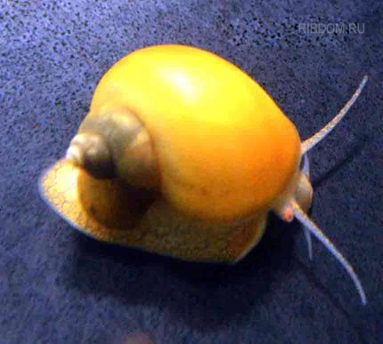 АМПУЛЯРИЯ ЖЕЛТАЯ 