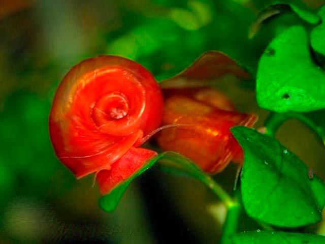 УЛИТКА КАТУШКА