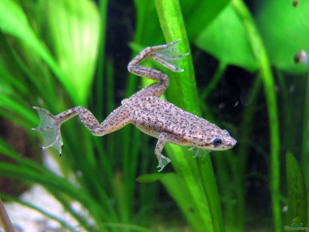 ЛЯГУШКА ГИМЕНОХИРУС БЕТТГЕРА 