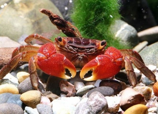 КРАБ МАНГРОВЫЙ