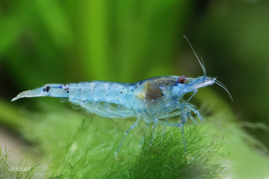 КРЕВЕТКА ГОЛУБАЯ АУРА