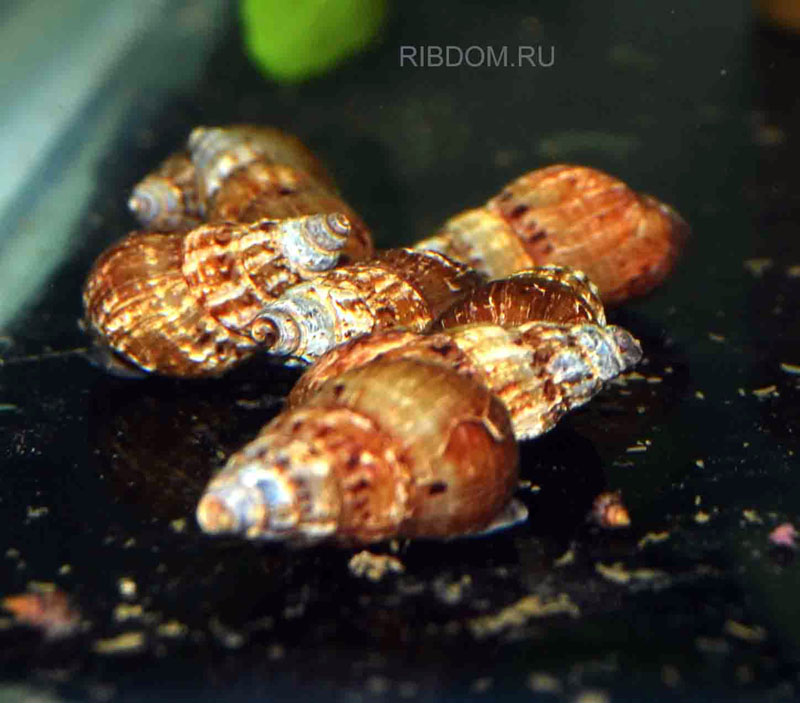 ТИАРА улитка донная живородящая