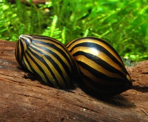 УЛИТКА ЗЕБРА НЕРИТИНА