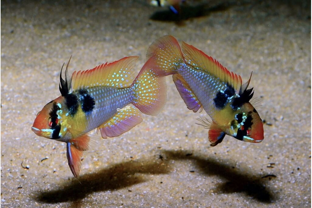 АПИСТОГРАММА РАМИРЕЗИ - Mikrogeophagus ramirezi 