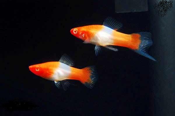 меченосец кохаку