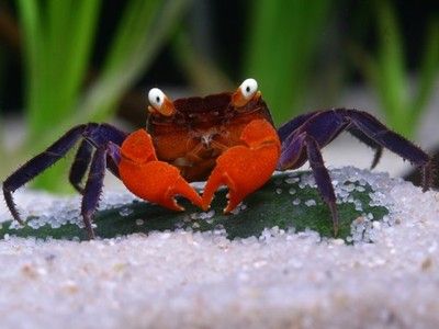 КРАБ КРАСНЫЙ ДЬЯВОЛ