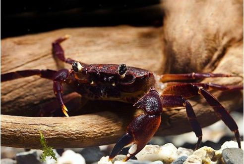 КРАБ ПАНТЕРИНА 