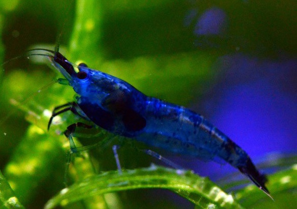КРЕВЕТКА СИНЯЯ БЛЮ ДРИМ Blue Dream - Neocaridina heteropoda