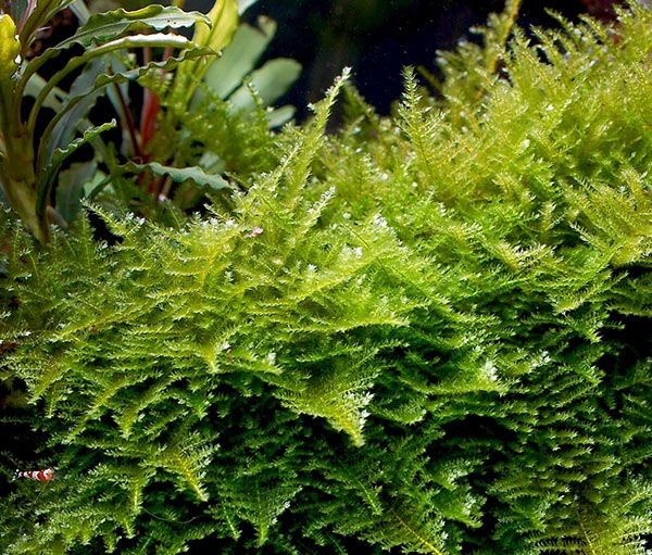 Мох треугольный