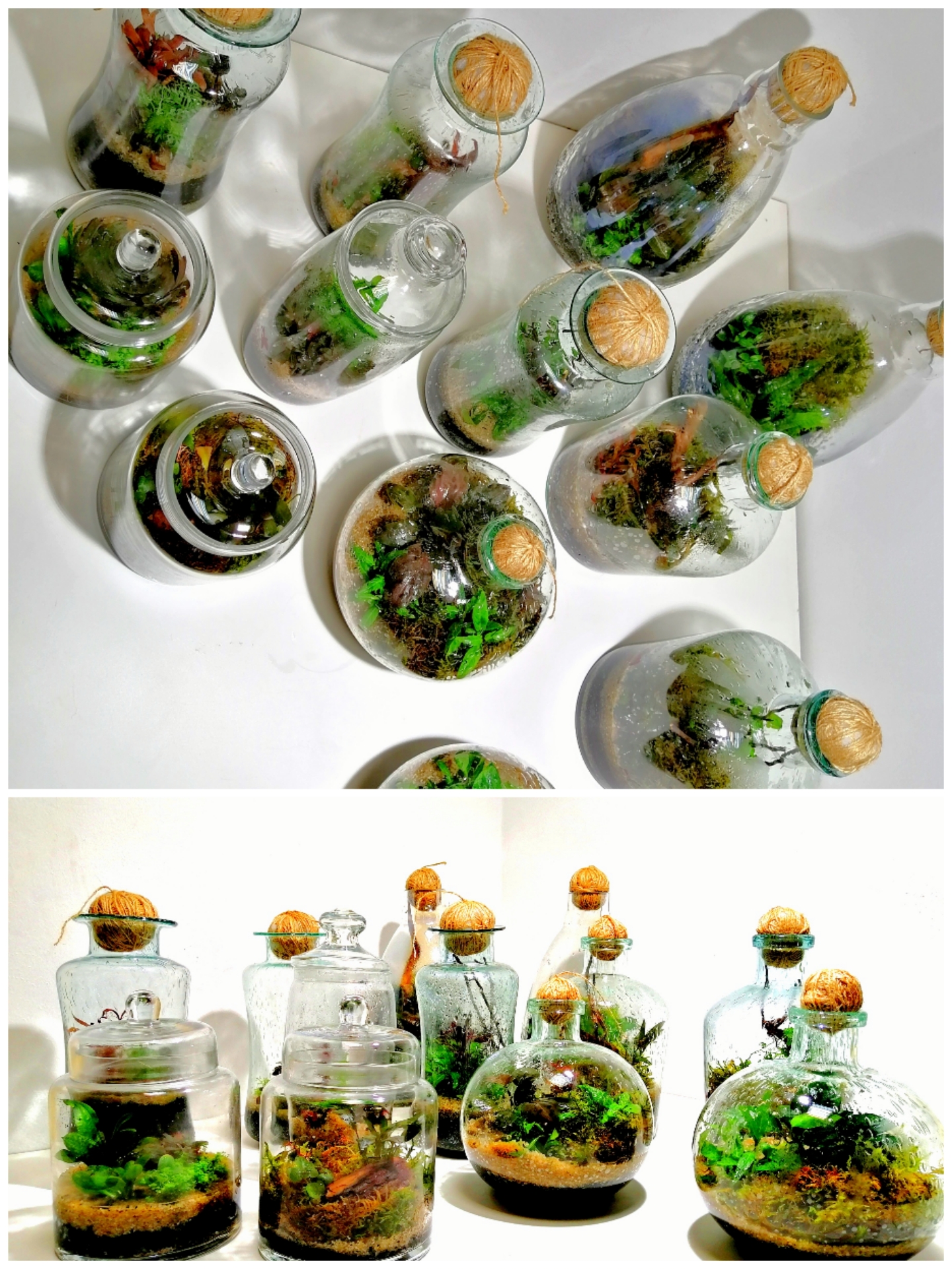 КОМПОЗИЦИЯ САД В БУТЫЛКЕ / СУХОЙ АКВАРИУМ